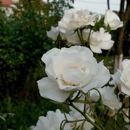 Cvjetni Apartmani Cetinje Luaran gambar