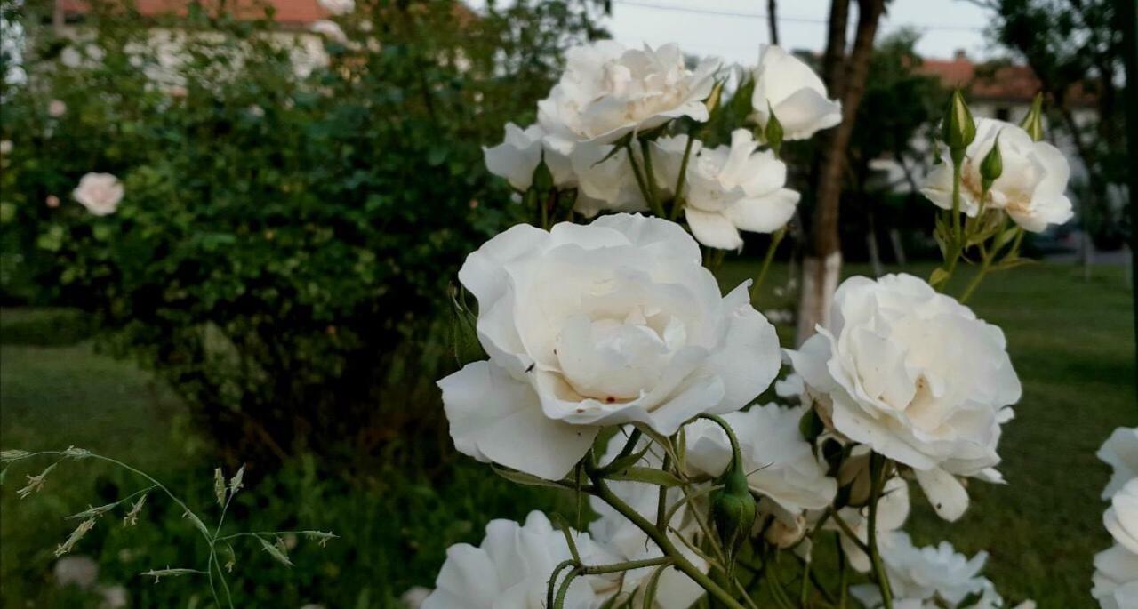 Cvjetni Apartmani Cetinje Luaran gambar