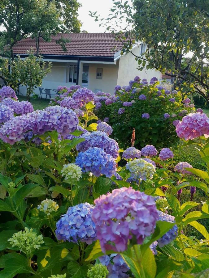 Cvjetni Apartmani Cetinje Luaran gambar